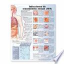 Libro de Infecciones De Transmision Sexual / Sexually Transmitted Infections Anatomical Chart