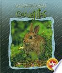 Libro de Conejitos